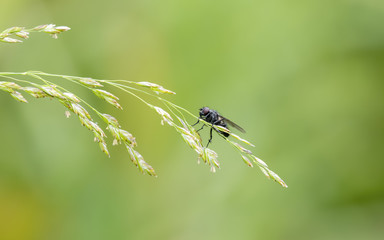 Tachinid Fly Perched on a Leafy Stalk in a Alpine Meadow in Colorado