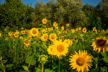 Charming landscape of sunflowers against sunrise