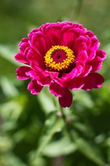 Spring garden flowers Gerbera orange and yellow flower.