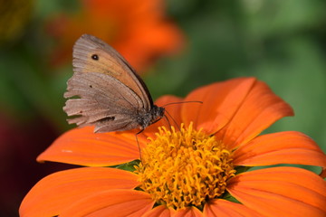 orange Blume mit Schmetterling