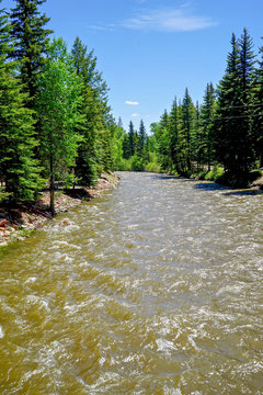 Fast moving river in Colorado with fur trees and blue sky