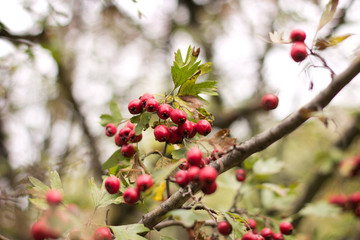 Ripe berries of hawthorn hang on branches