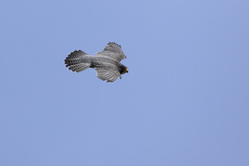 Peregrine Falcon that flies its wings spreading in the summer