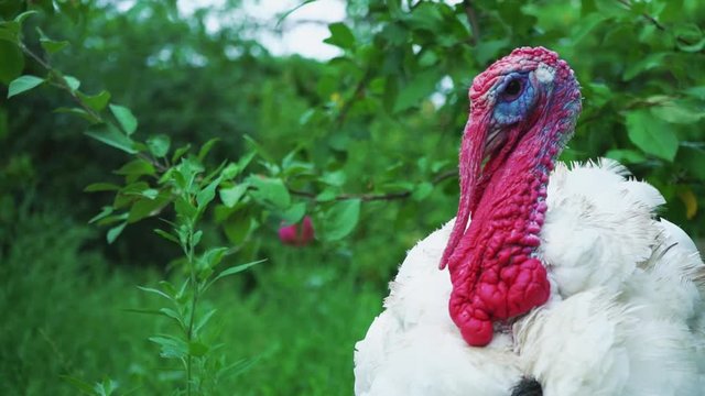 White turkey on the bird's yard, head close-up. Live beautiful turkey. Turkey for the holiday