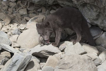 Puppy of the Commanders blue arctic fox that chews the northern fulmar feathers near the entrance to the hole