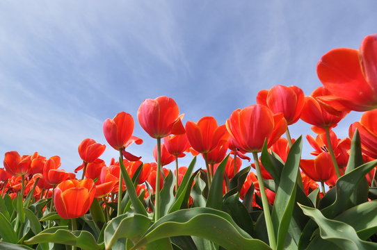 TULIPE