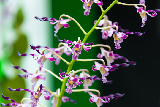 Fototapeta Purple Antelope Dendrobium Orchid, Dendrobium sp., Family Orchidaceae beautiful blossom flower in Singapore