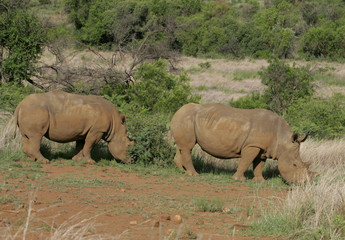 Fototapeta premium Rhinoceres