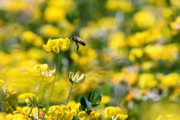 Obraz premium Close-up of a bee collecting pollen in summer