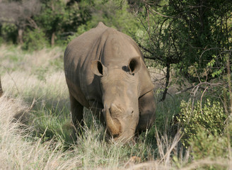 Fototapeta premium Rhinoceres