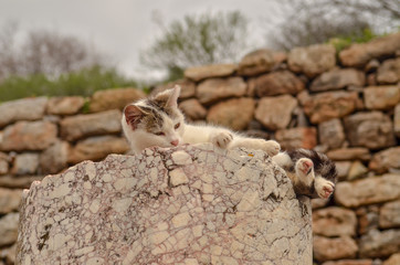 エフェソス遺跡と猫