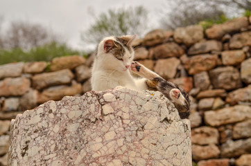 エフェソス遺跡と猫