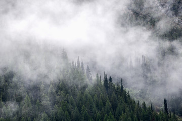 Fototapeta na wymiar Mountain mist rises through evergreen trees after a rainfall