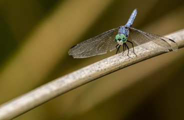 Blue Dragonfly sitting on a reed in a pond