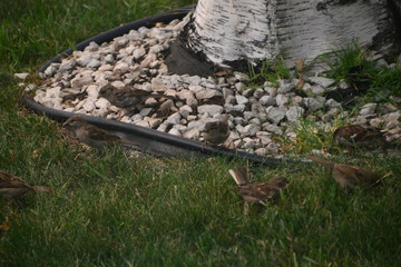 A Flock of Sparrows Feeding Near a Birch Tree