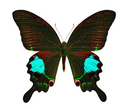 Papilio carna carnatus on a white background