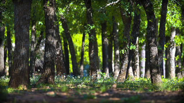 Cross Timbers Oak Forrest in Oklahoma