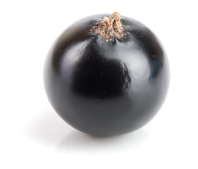 One black currant isolated on white background