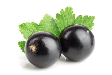 two black currant with leaf isolated on white background