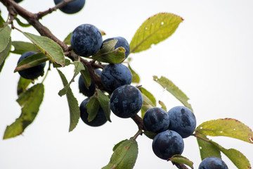 The blue sloes (Prunus spinosa)