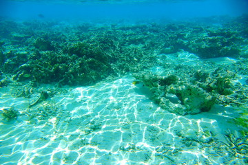 Obraz premium Beautiful underwater view during snorkeling. Maldives, Indian Ocean. Beautiful nature background.