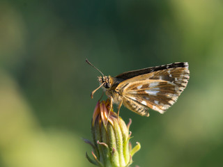 ordinary hay butterfly (Coenonympha glycerin)