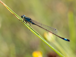 The Dragonfly (Odonata)
