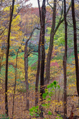 Colorful Autumn scenic landscape in Minnesota with trees and woods 
