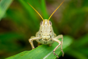 Face to face with a large grasshopper