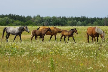 Naklejka na ściany i meble small and large brown horses in a field in green grass in nature on a summer day