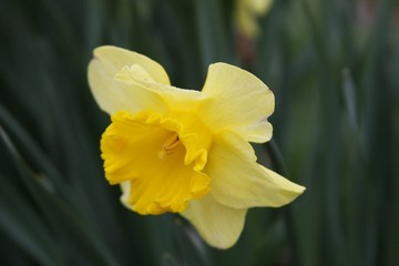Daffodil
