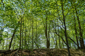 Scenic woods and trees in Minnesota in summer