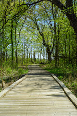 Beautiful trail in the woods in Minnesota