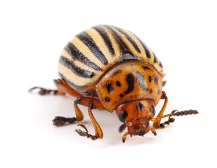 Colorado Potato Beetle isolated on white background