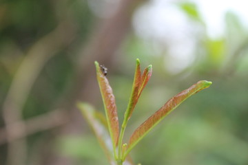 Natural green plants landscape using as a background or wallpaper.
