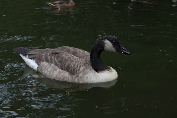 Swimming Canadian Goose
