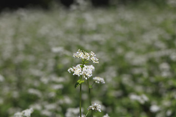 Buckwheat flower - August of Japan -