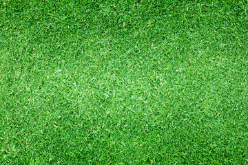 Obraz premium Lawn background Green grass