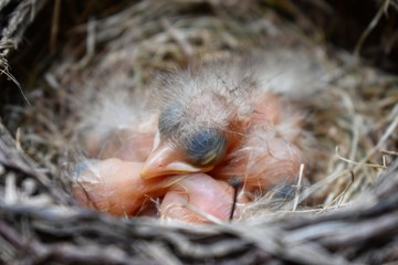 Robin Chicks