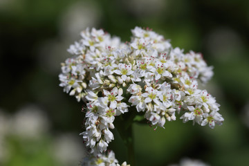 Buckwheat flower and ant - August of Japan -
