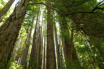 Fototapeta na wymiar Redwood forest in California