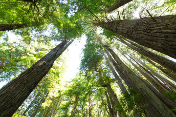 Redwood forest in California