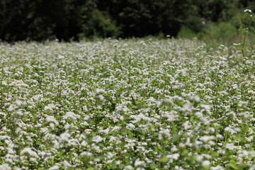 Buckwheat flower - August of Japan -
