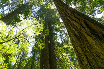 Redwood forest in California