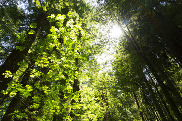 Redwood forest in northern California