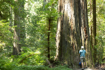 Redwood forest in northern California