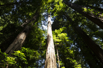 Fototapeta premium Redwood forest in northern California