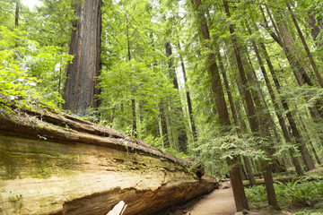 Fototapeta premium Redwood National Forest in northern California