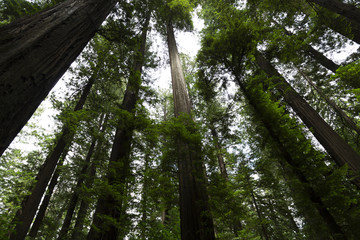 Redwood National Forest in northern California