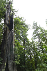 Fototapeta premium Redwood National Forest in northern California